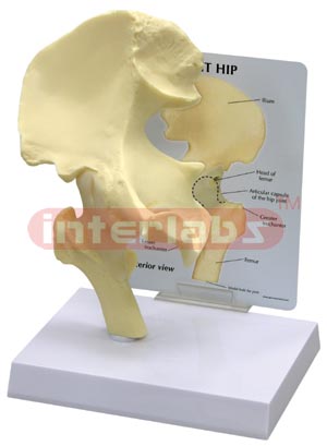 Basic Hip